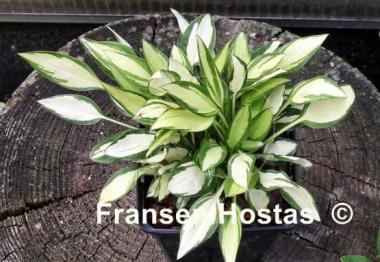 Hosta Lakeside Cricket