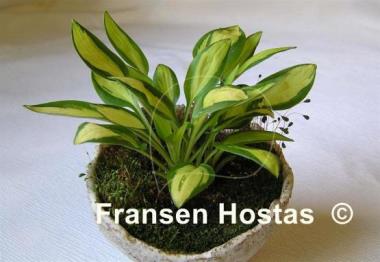 Hosta Lakeside Cricket