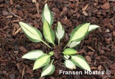 Hosta Lakeside Cricket