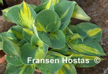 Hosta Lakeside Cupcake