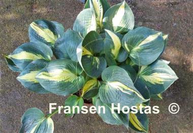 Hosta Lakeside Cupcake