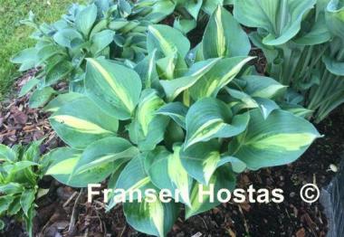 Hosta Lakeside Cupcake