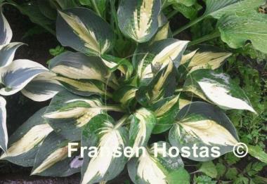 Hosta Lakeside Cupcake
