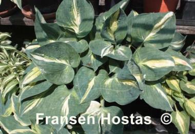 Hosta Lakeside Cupcake