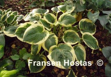 Hosta Lakeside Cupid's Cup