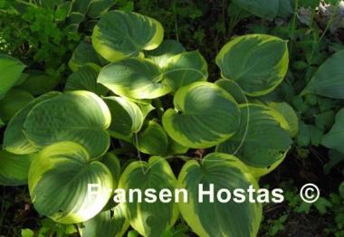 Hosta Lakeside Cupid's Cup