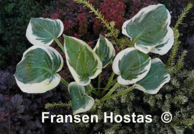 Hosta Lakeside Cupid's Cup