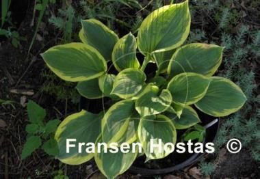 Hosta Lakeside Cupid's Cup