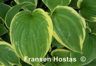 Hosta Lakeside Cupid's Cup