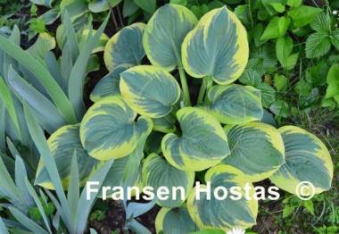 Hosta Lakeside Cupid's Cup