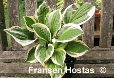 Hosta Lakeside Dimpled Darling