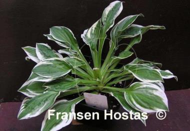 Hosta Lakeside Dimpled Darling