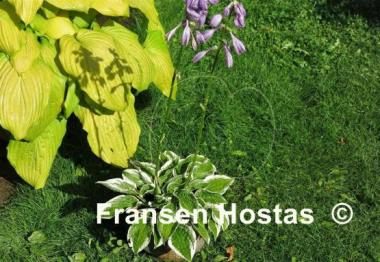 Hosta Lakeside Dimpled Darling