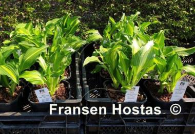 Hosta Lakeside Dividing Line