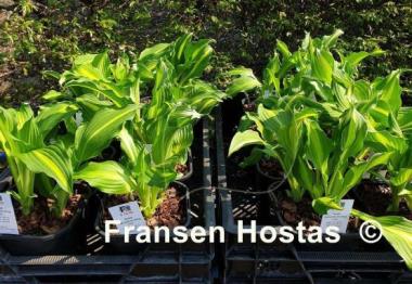 Hosta Lakeside Dividing Line