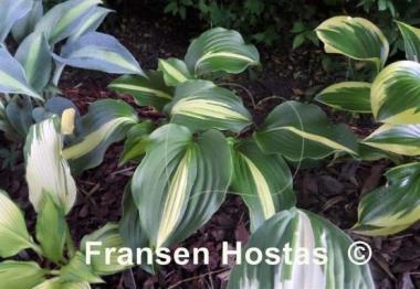 Hosta Lakeside Dividing Line