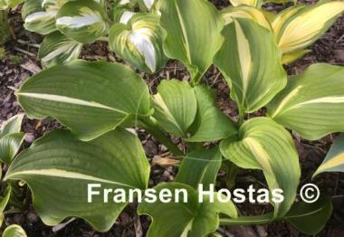 Hosta Lakeside Dividing Line