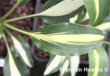 Hosta Lakeside Dividing Line