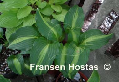 Hosta Lakeside Dividing Line