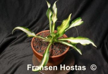 Hosta Lakeside Doodad