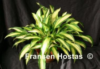 Hosta Lakeside Doodad