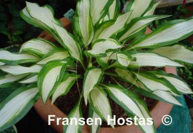 Hosta Lakeside Doodad