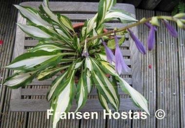 Hosta Lakeside Doodad