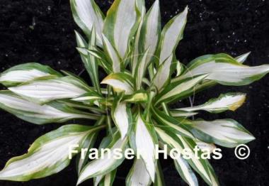 Hosta Lakeside Doodad