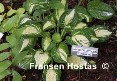 Hosta Lakeside Dot Com streaked