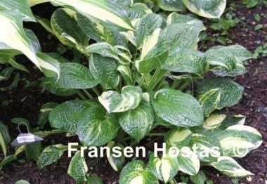 Hosta Lakeside Dot Com streaked