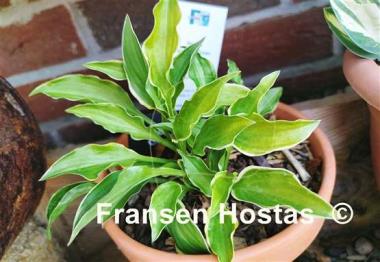 Hosta Lakeside Down Sized