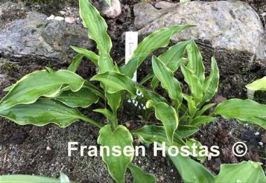Hosta Lakeside Down Sized