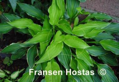Hosta Lakeside Down Sized