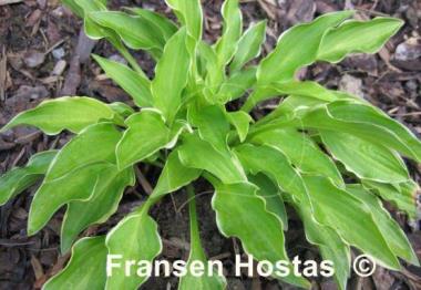 Hosta Lakeside Down Sized