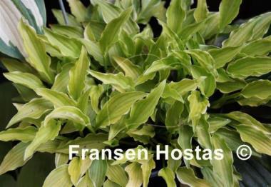 Hosta Lakeside Down Sized