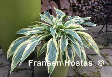 Hosta Lakeside Dragonfly