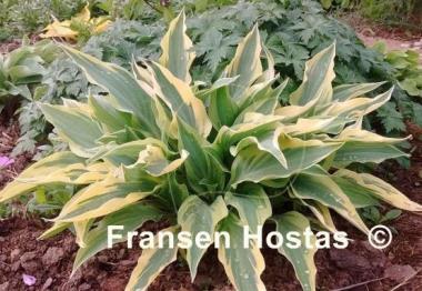 Hosta Lakeside Dragonfly