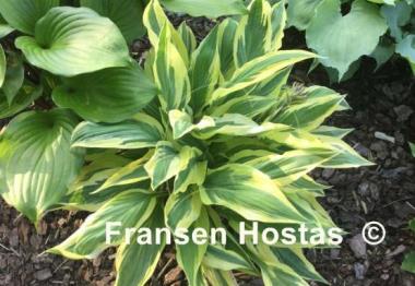 Hosta Lakeside Dragonfly