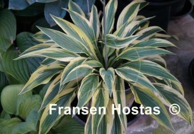 Hosta Lakeside Dragonfly