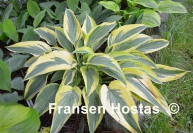 Hosta Lakeside Dragonfly