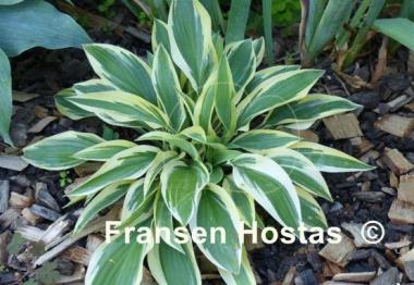 Hosta Lakeside Dragonfly