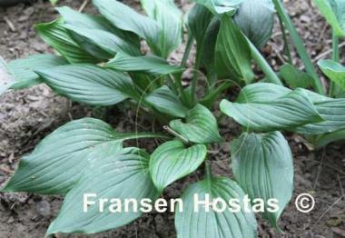 Hosta Lakeside Ebony Echoes