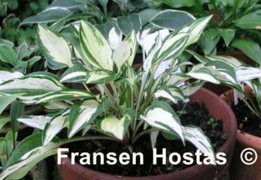 Hosta Lakeside Elfin Fire