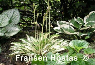 Hosta Lakeside Elfin Fire