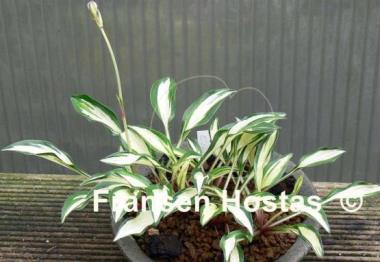 Hosta Lakeside Elfin Fire