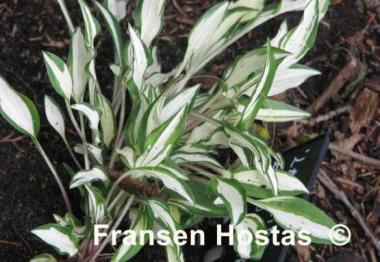 Hosta Lakeside Elfin Fire