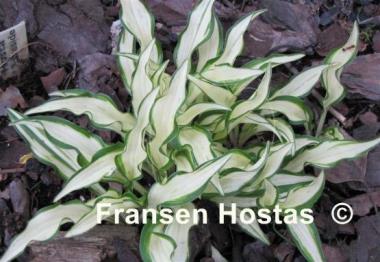Hosta Lakeside Elfin Fire
