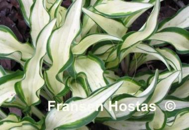 Hosta Lakeside Elfin Fire