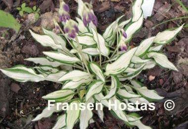 Hosta Lakeside Elfin Fire