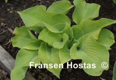 Hosta Lakeside Foaming Sea